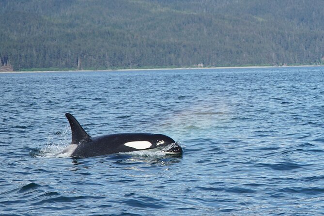 Whale-Watching, Icy Point, Hoonah , Whales, Orca, Killer-Whales. - Wildlife Sightings