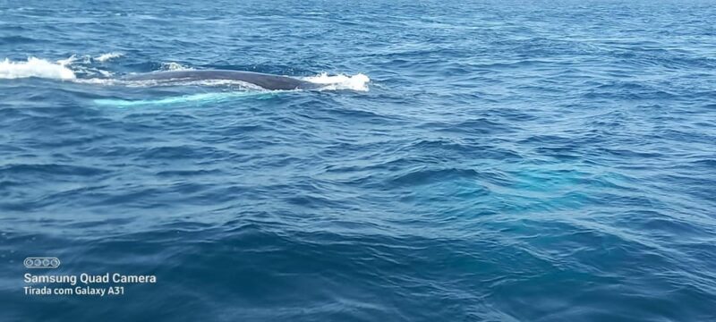 Whale Watching Tour SEASONAL - Eco-Friendly Tour Options