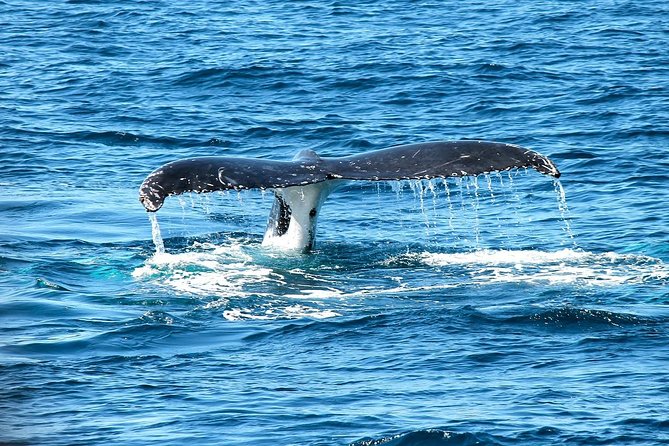 Whales Watching Mirissa - Booking Information