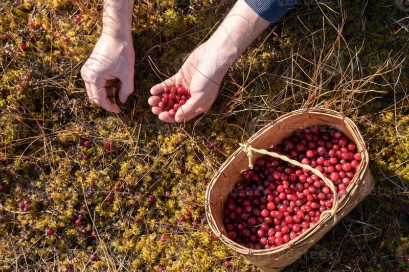 Wild Forest Mushrooms and Berries Picking Tour - Participant Instructions