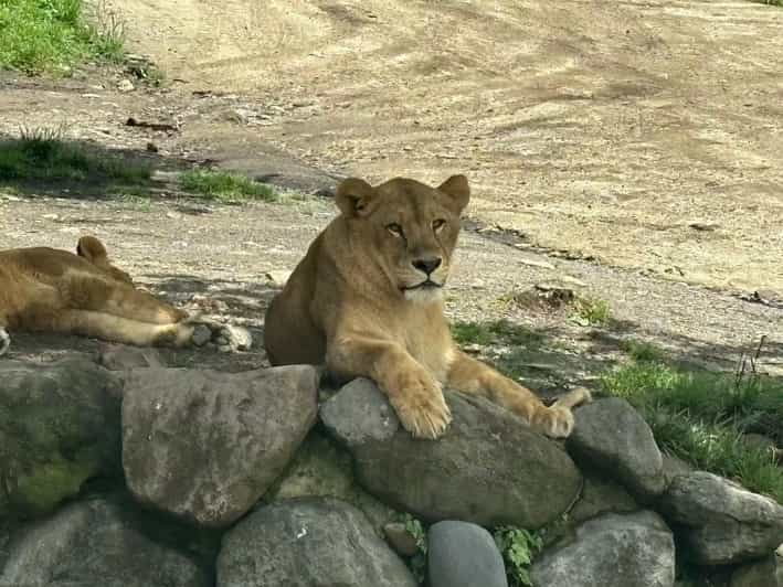 Wild Yufuin: A Day of Lakes, Zoos, and Wonders in Kyushu - Wildlife Encounters at Kyushu Zoo