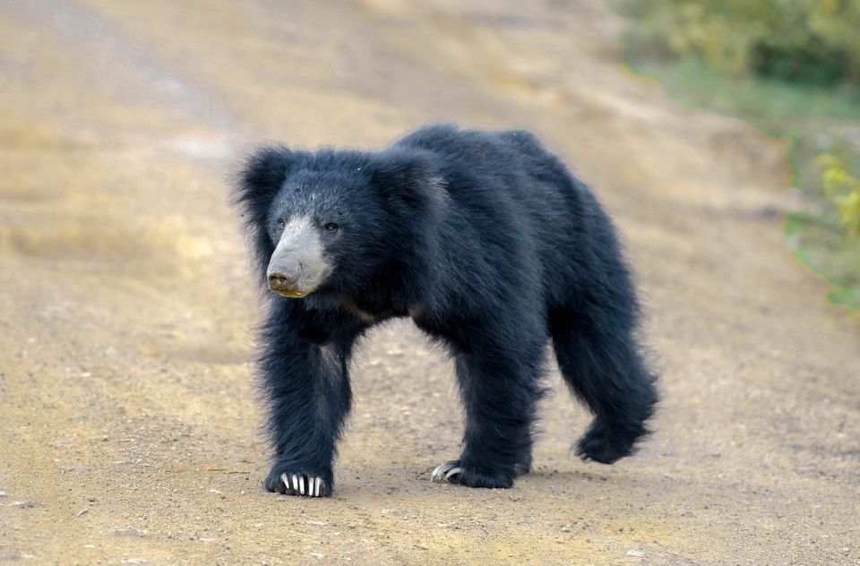 Wilpattu National Park: 3-Hour Morning or Evening Safari - Customer Reviews