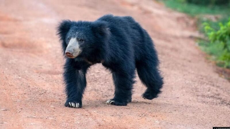 Wilpattu National Park With Safari Jeep & Entrance Ticket - Transport and Pick-up Information