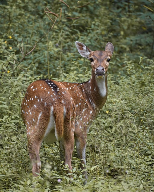 Wilpattu National Park:Full-Day Jeep Safari From Trincomalee - Safari Amenities and Inclusions