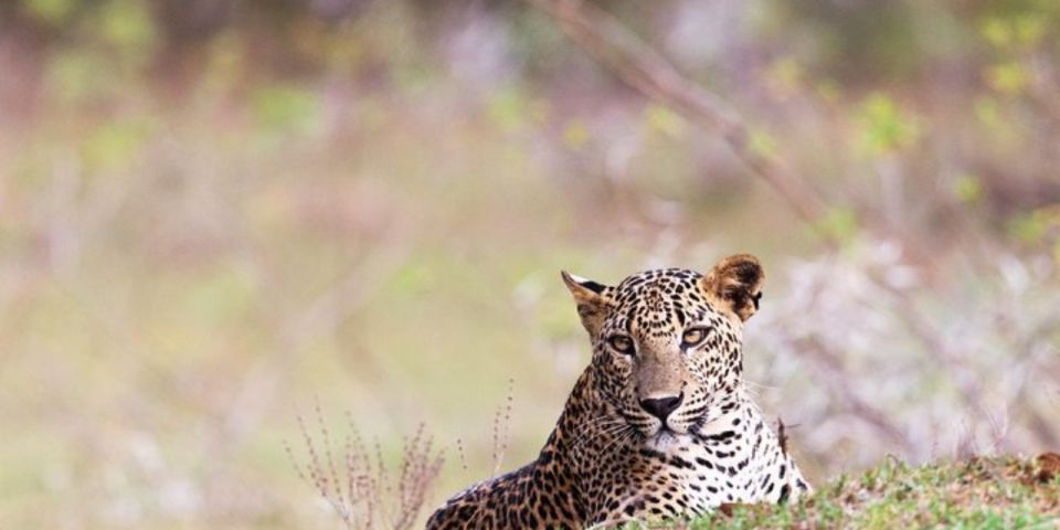 Wilpattu Wildlife Adventure: Day Safari With Picnic Meals - Leopard Encounters