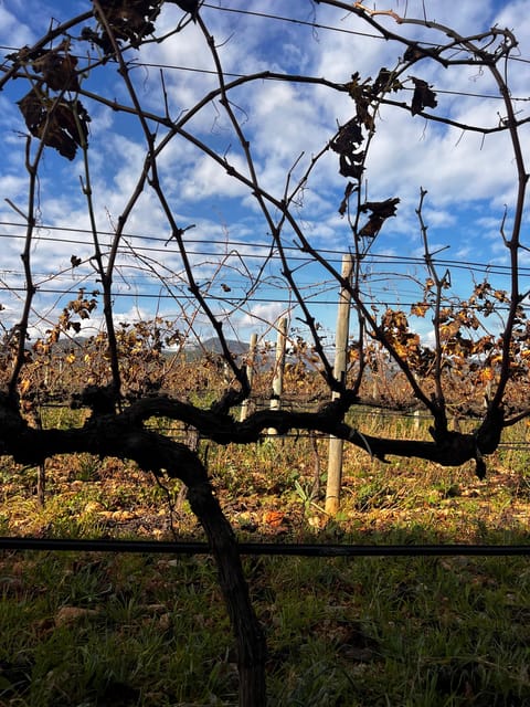 Wine Sunday in Mallorca - Flexible Transfer Options Available