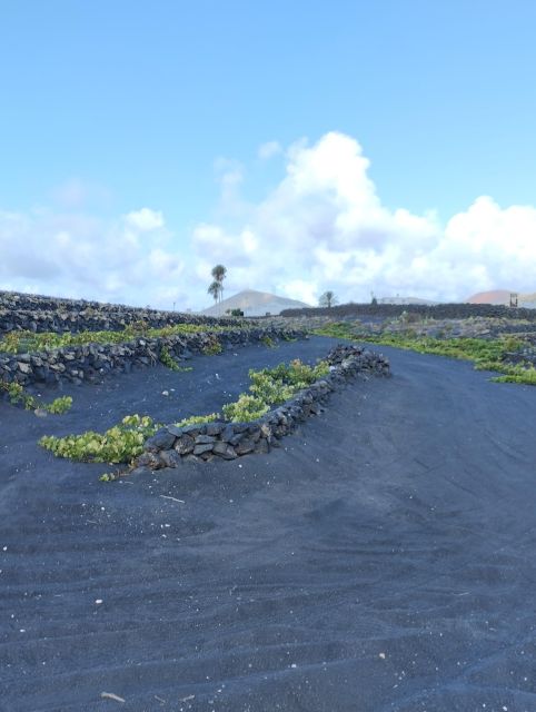 Wine Tour Discovering the Origins of Vineyards in Lanzarote - Tasting and Traditions