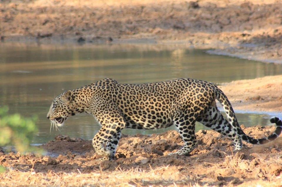 YALA National Park - Morning Wildlife Safari (7 Hours) - Vehicle and Guide