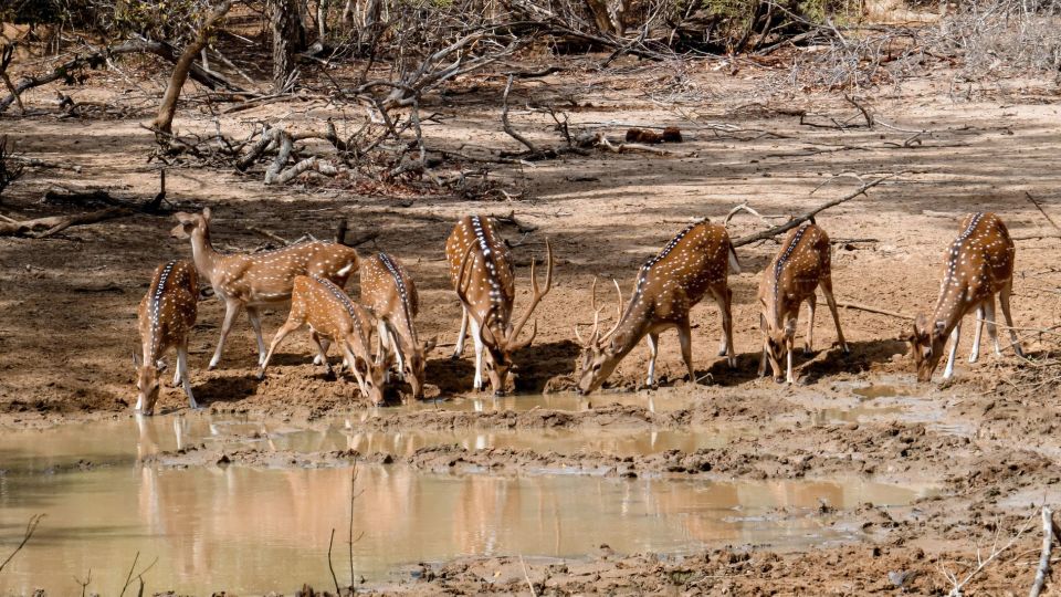 Yala National Park: Private Safari Day Trip With Lunch - Pickup Locations