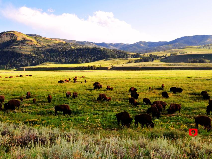 Yellowstone & Grand Teton: Self-Guided Audio Driving Tours - Discover Diverse Yellowstone Wildlife