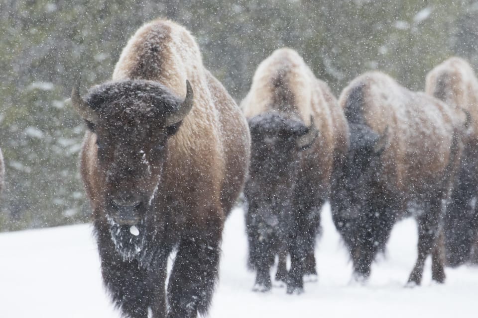 Yellowstone National Park: Group Tour - Unique Features