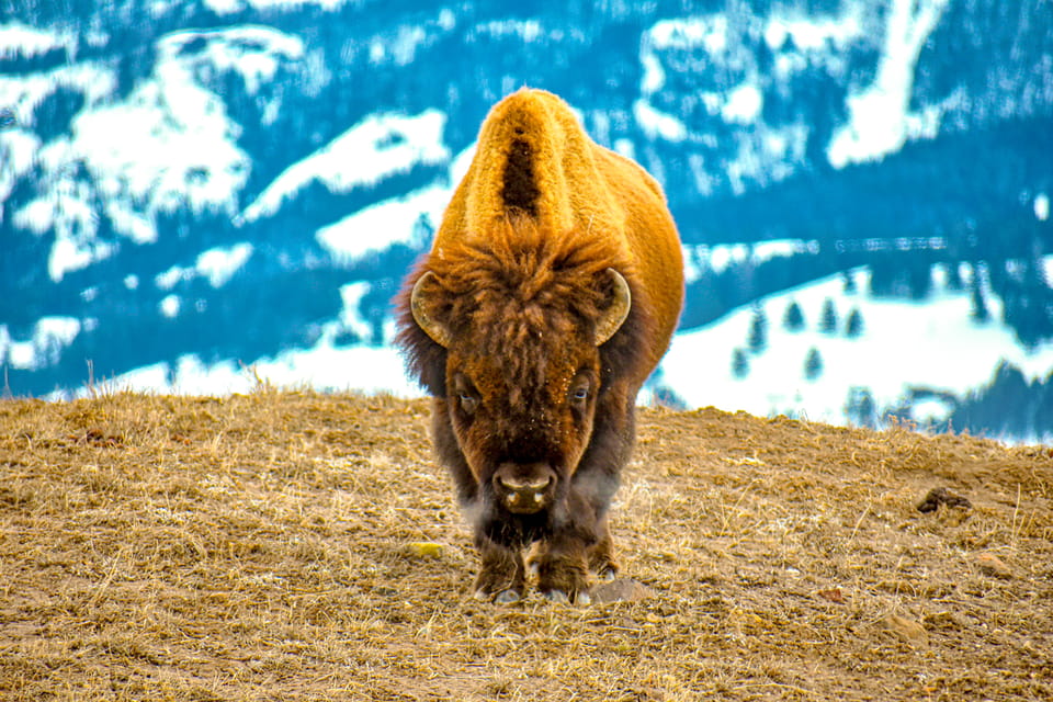 Yellowstone Wildlife Tours: From West Yellowstone Montana - Participant Information