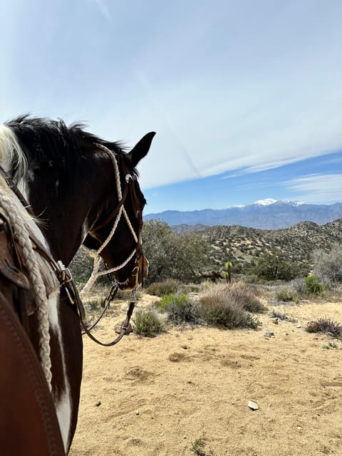 Yucca Valley: Joshua Tree National Park Horseback Ride - Whats Included