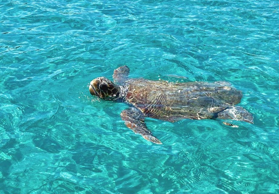 Zakynthos: Guided Boat Tour to Turtle Island With Swimming - Booking Information and Tips