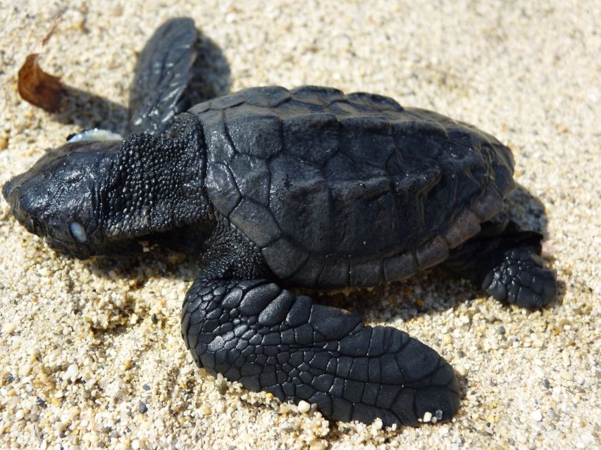 Zakynthos: Turtle Spotting Cruise on a Glass-Bottom Boat - Wildlife Spotting Opportunities