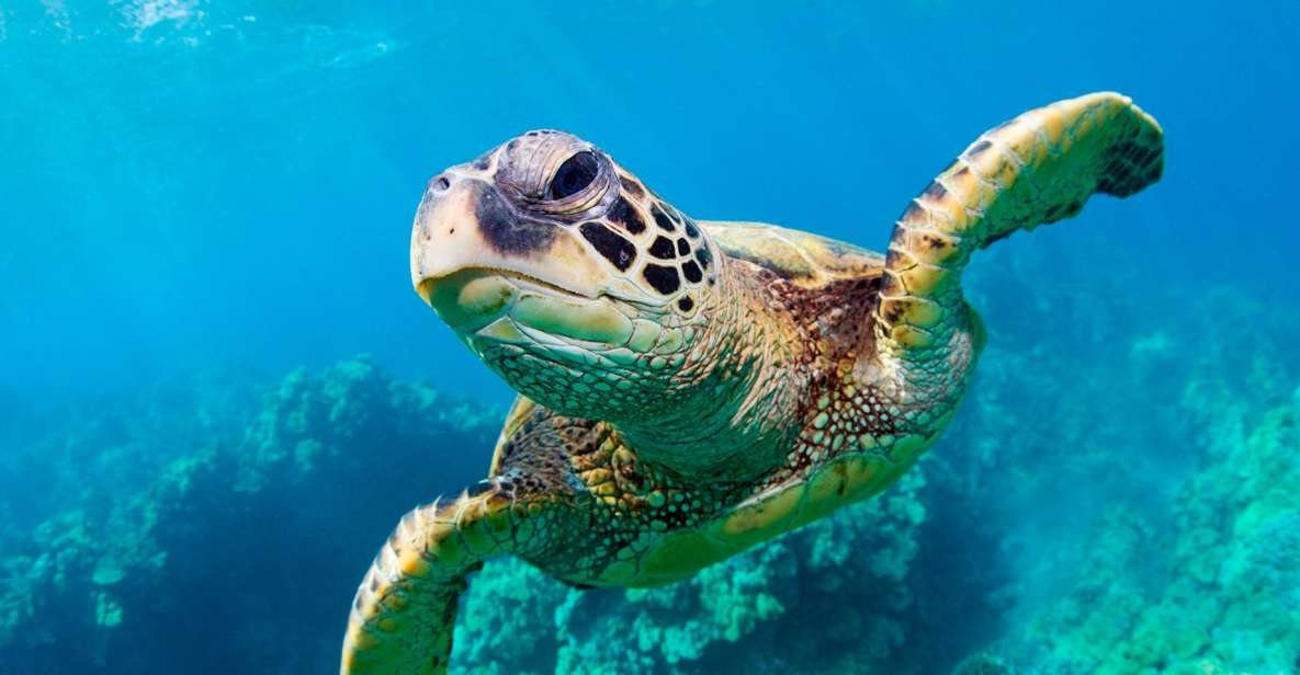 Zakynthos: Turtle Spotting, Marathonísi & Keri Caves Cruise - Customer Reviews and Ratings