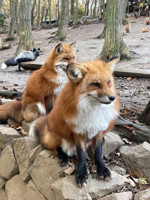 Zao Fox Village 1DAY Bus Tour With Strawberry Picking - Customer Feedback and Ratings