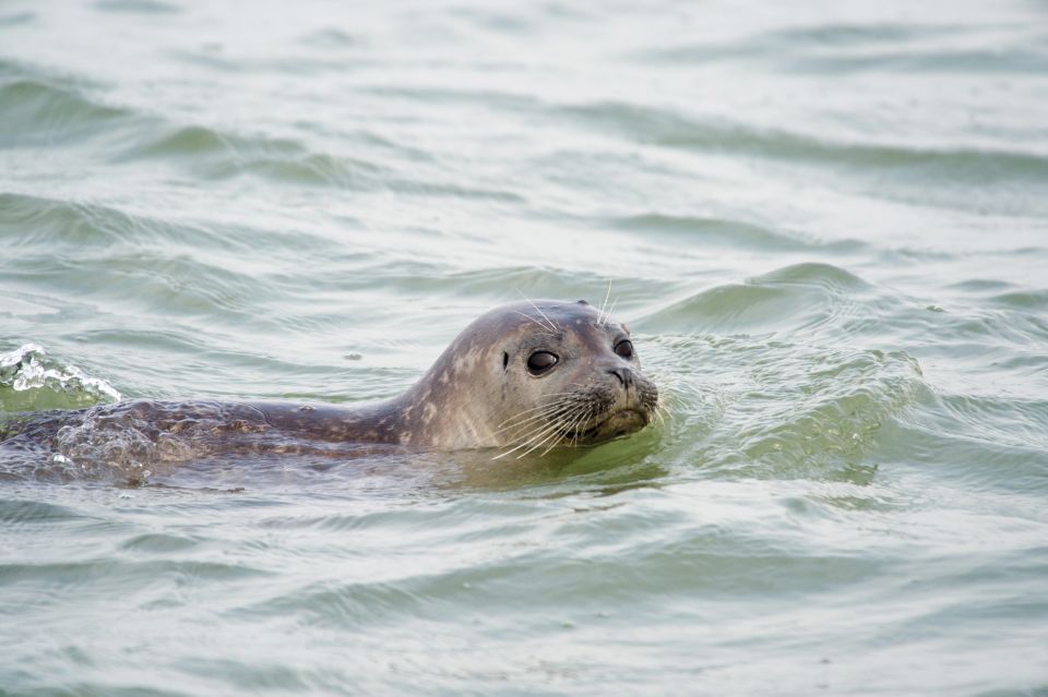 Zeebrugge: Seal Watching Boat Tour With Glass of Champagne - Booking Information