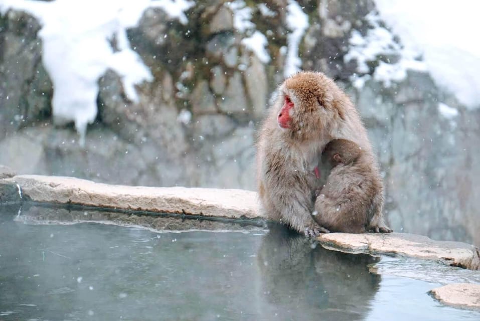 1-Day Tour: Snow Monkeys & Zenko-ji Tomyo Lantern Festival - Experience Zenko-ji Festival