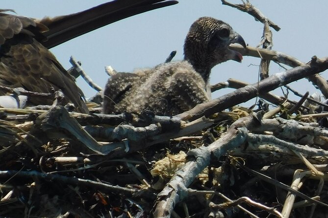 2-Hour Sunset Safari Eco Cruise From Cape May - Booking Your Eco Cruise