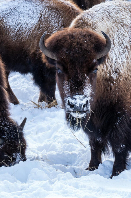 3 Day Wildlife Photography Tour in Yellowstone National Park - Booking Details
