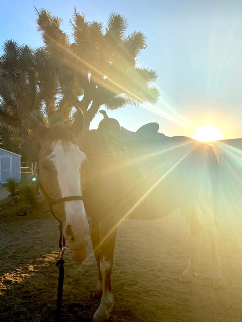 3 Hr Guided Horseback Ride: Joshua Tree National Park - Booking Information