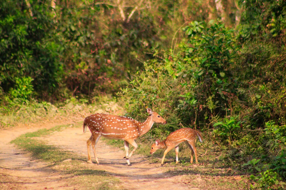 3 Nights Chitwan Adventure With 1 Night Jungle Tower Stay - Inclusions and Amenities