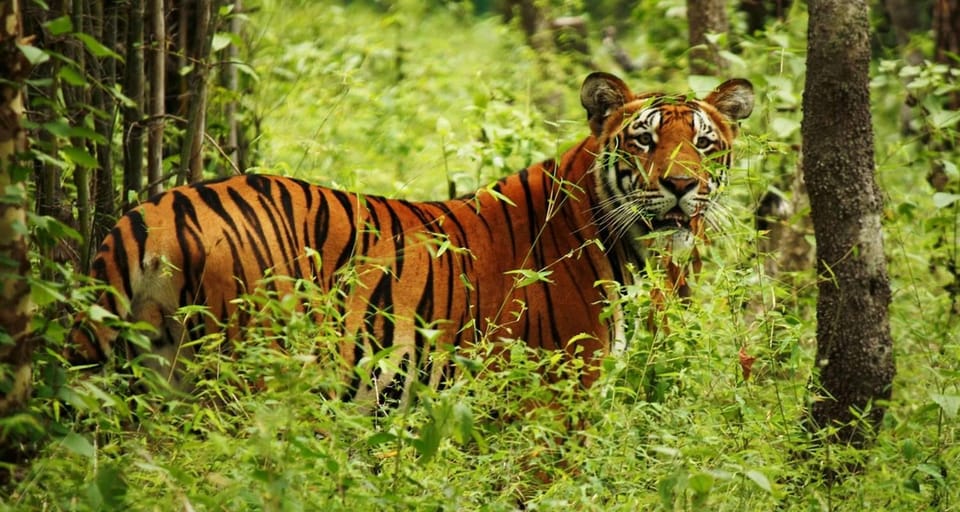 4-Day Private Chitwan National Park Safari Tour From Pokhara - Included Activities