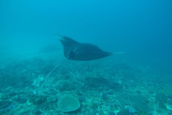 4 Spots Snorkeling Tour With Manta Rays in Nusa Penida - Customer Reviews and Ratings