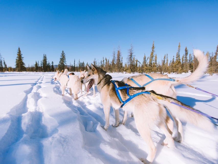 4hr Dog Sledding Trip on Finnmarksvidda - What to Expect