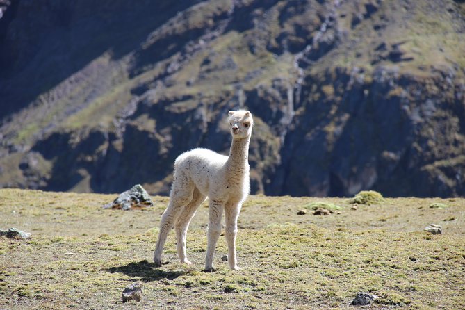 5 Day - Salkantay Trek to Machu Picchu - Group Service - Day 5: Machu Picchu Visit