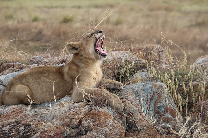 5 Days Best of Tanzania Luxury Safari Northern Circuit - Customer Testimonials