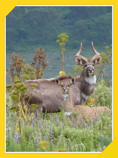 6-Days Bale Mountain Trekking and Wildlife Spotting Tour - Rare and Endangered Animals