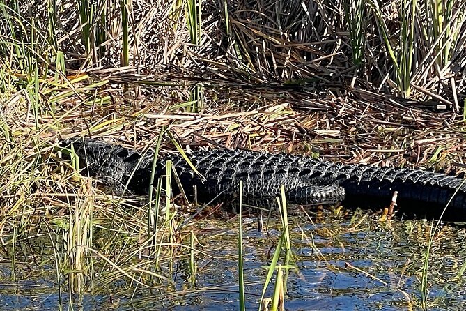 60 Min. Everglades Airboat Ride & Pick-Up ,Small Group +Pro Guide - Customer Reviews