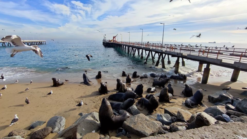 A Valparaiso Private Tour With a Stop in a Winery. - Culinary Delights