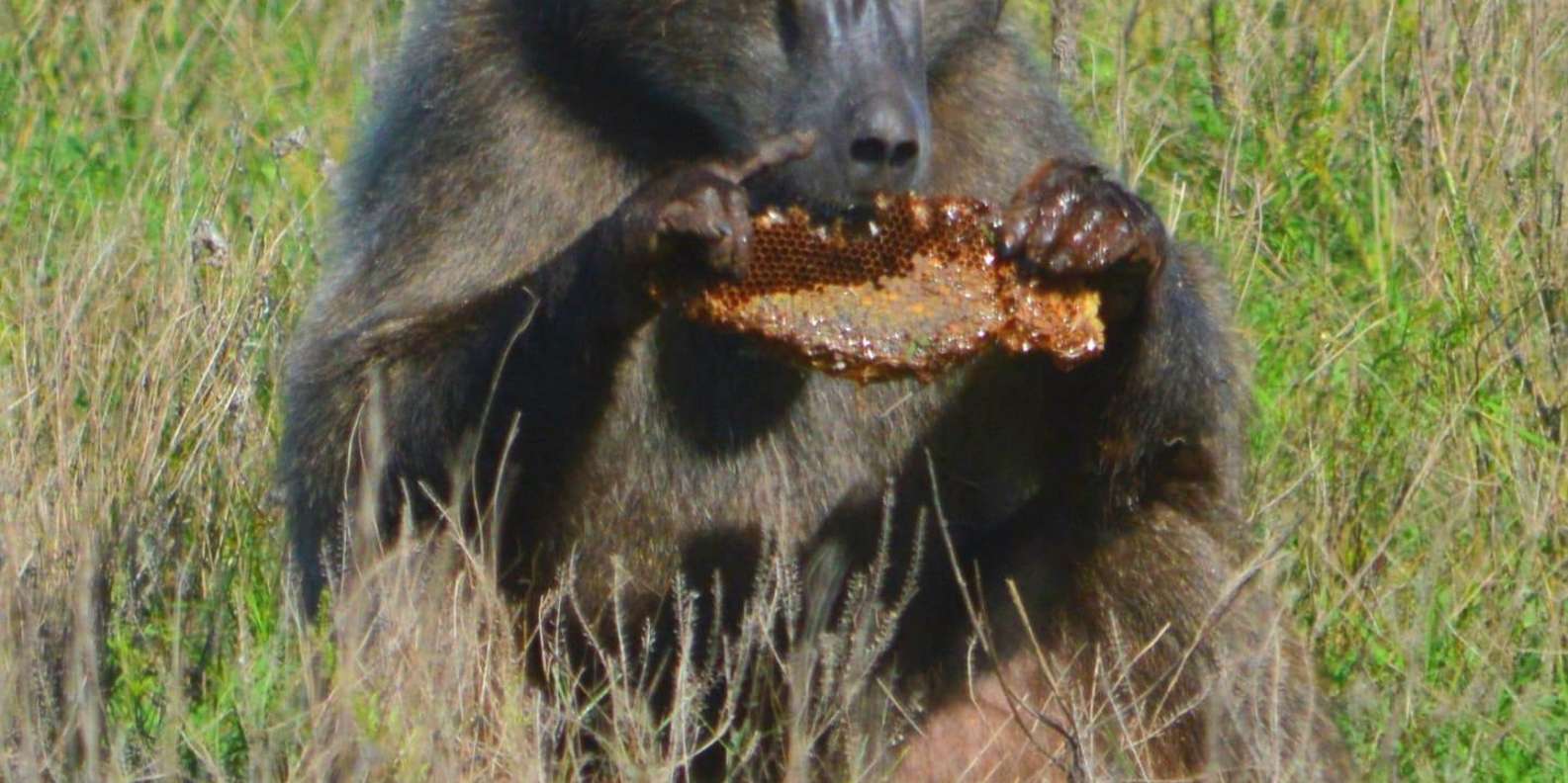 Addo Elephant Park: Full Day Safari / Shore Excursions - Preparing for the Safari Adventure