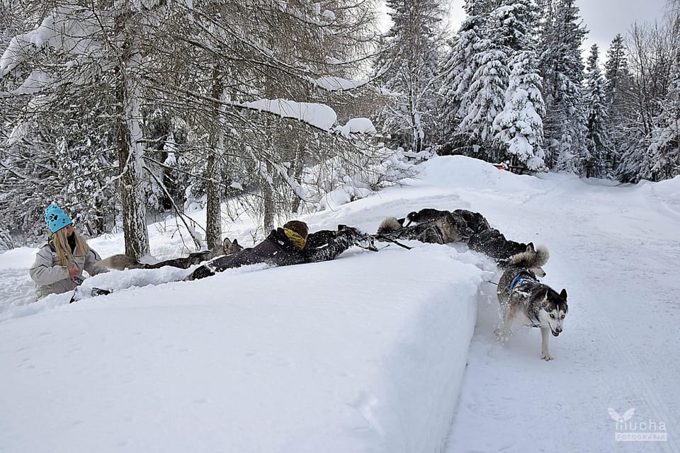 Adventure Tours With Dogs in Beskid Wyspowy - Hike - Dog-Friendly Hiking Tips