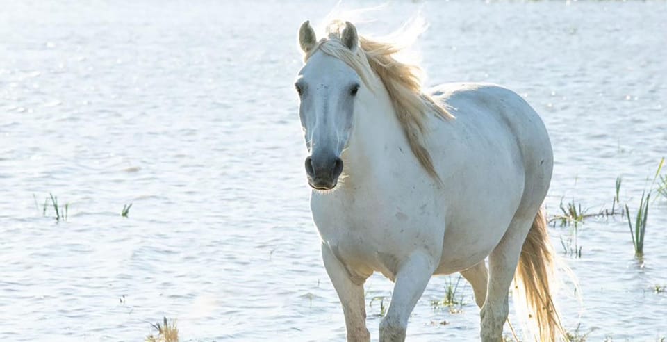 Aigues Mortes: Safari on a Bike - Ebike Tour in Camargue - Exploring Camargues Wildlife