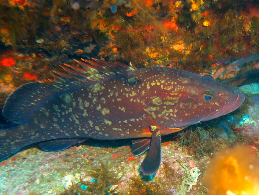 Ajaccio: Beginners Scuba Dive With Experienced Instructor - After the Dive Experience