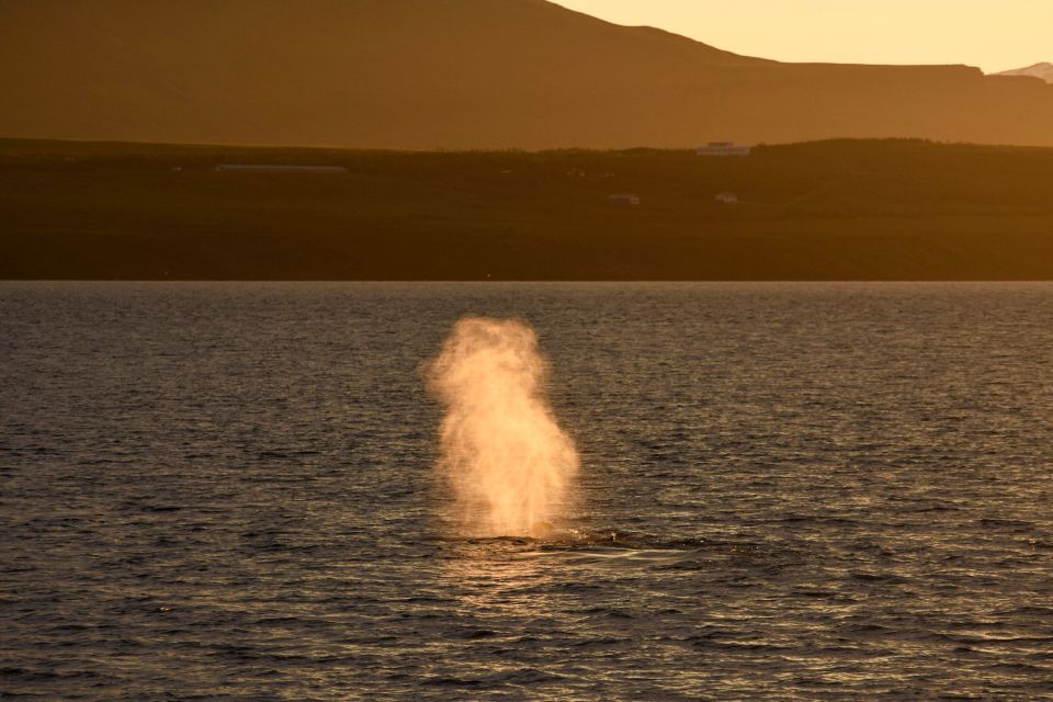 Akureyri: Whale Watching in the Midnight Sun - Customer Feedback and Ratings