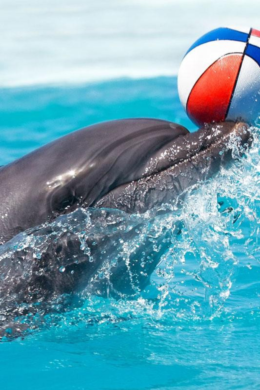 Alanya Dolphin Show: Stunning Unforgettable Performances - Accessibility Features