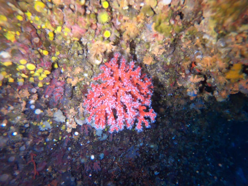 Alghero: Diving Experience - Unique Features of the Dive Sites