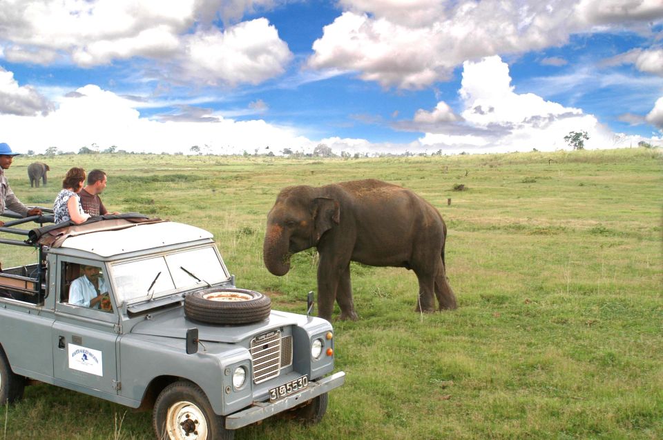 All-Inclusive Minneriya National Park Afternoon Safari - Accessibility and Accommodations