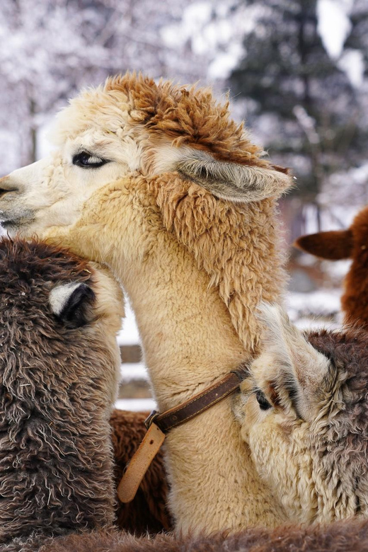 Alpaca World & Rail Bike & Chuncheon Ice Valley Waterfall - Frequently Asked Questions