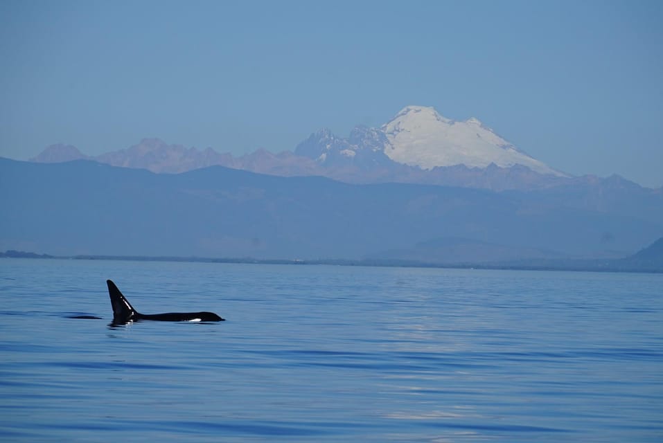 Anacortes: Whale and Orca Boat Tour Near Seattle - Nature and Wildlife Spotting