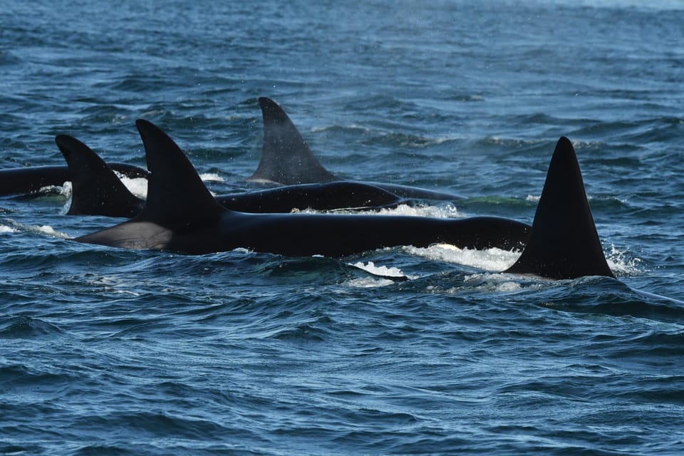 Anacortes: Whale Watching Adventure Tour - Participant Restrictions