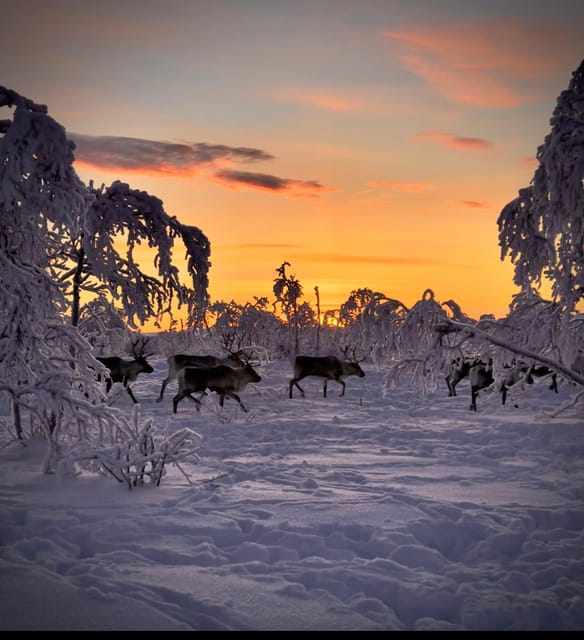 Authentic Sami Reindeer Herding Adventure in Arctic Norway - Wildlife and Nature