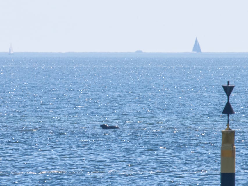 Baabe on Rügen: Seal-Spotting Cruise in the Baltic - Seal Spotting Opportunities