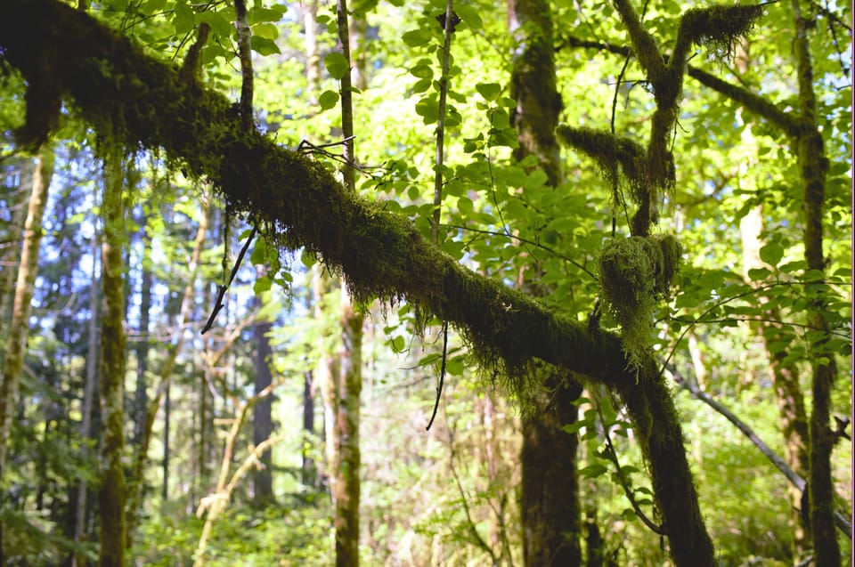 Bainbridge Island Discovery Tour - Panoramic Viewpoint Experience