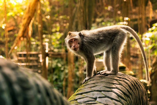 Bali Ubud and Volcano Day Tours - Visiting Tirta Empul Water Temple